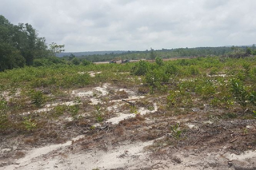 Loạn đất trên đảo Phú Quốc: 'Xã hội đen' lộng hành?