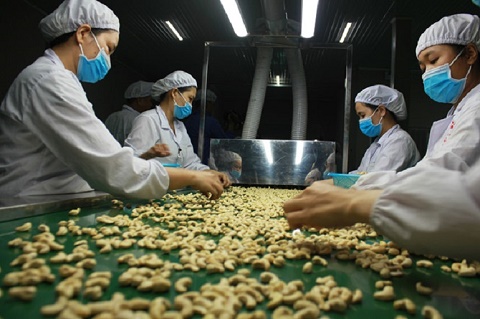 Doanh nghiệp điều thua lỗ vì tranh bán, phá giá