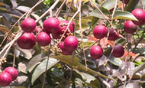 Người Thái lùng mua nhãn tím