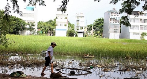 TP.HCM chấp thuận cho 31 dự án chuyển mục đích sử dụng đất trồng lúa