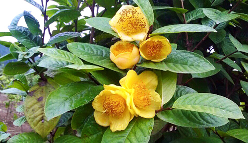 Trà hoa vàng - nữ hoàng của các loài trà