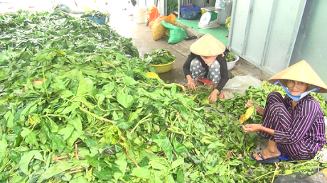 Xôn xao thương lái “bí ẩn” thu mua lượng lớn lá nhàu