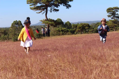 Gia Lai giao gần 200 ha rừng thông cho FLC làm sân golf