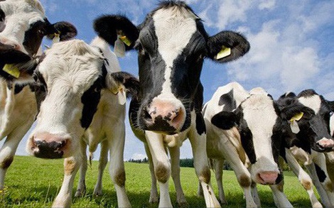 Không phải Vinamilk hay Vingroup, đây mới là DN chi quảng cáo bạo nhất AFF Cup, gần 10 tỷ đổi lấy 5 phút lên sóng