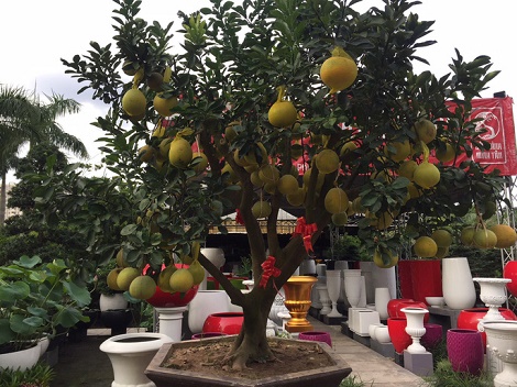 Cây kiểng Tết độc, lạ giá bạc triệu tràn về TP HCM