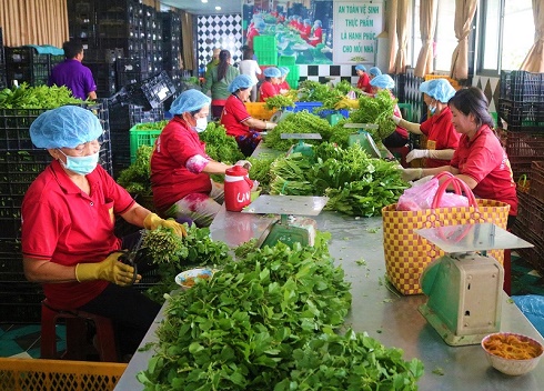 Đột nhập vùng trồng rau miền Tây tươi mướt như ở Đà Lạt cung cấp cho Bách Hóa Xanh