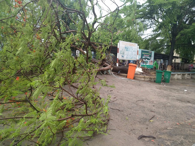 Cây phượng lớn lại bật gốc trong sân trường, 3 nữ sinh bị nhánh cây va vào