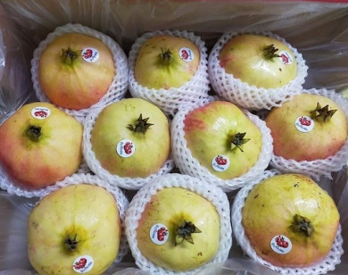 Lựu Thái Lan, Ấn Độ, Trung Quốc...