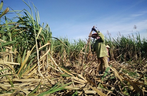 Áp thuế chống bán phá giá tạm thời cho đường nhập khẩu từ Thái Lan: nhìn từ các phía