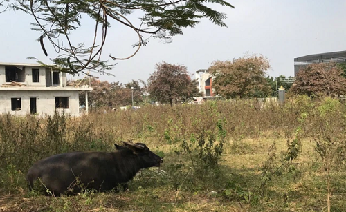 Loạn thị trường bất động sản: Thủ phạm là dự án phân lô bán nền?