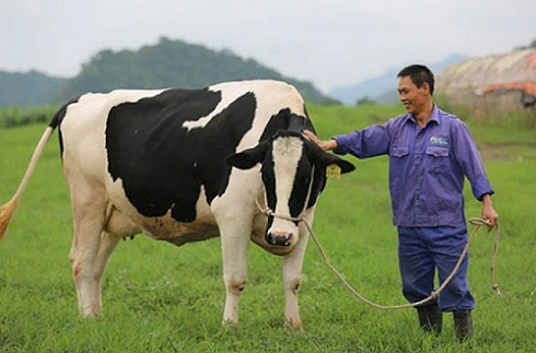 Khoản đầu tư gần 4.000 tỷ đồng của Vinamilk sẽ thay đổi như thế nào khi GTN sáp nhập ngược vào Vilico?