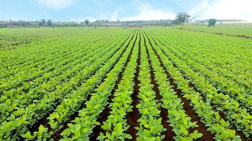 GIỐNG ĐẬU NÀNH VINASOY 02-NS ĐƯỢC PHÉP LƯU HÀNH TẠI KHU VỰC ĐỒNG BẰNG SÔNG HỒNG