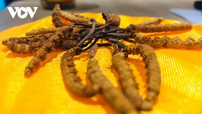 Thị trường đông trùng hạ thảo