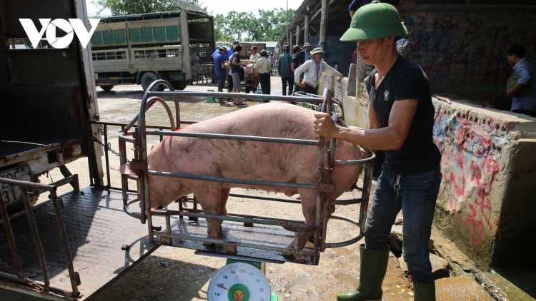 Giá lợn hơi bắt đáy của năm, nhiều hộ chăn nuôi 