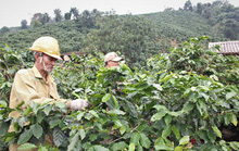 Vực dậy cây cà phê chè Quảng Trị