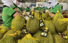 Giá sàn 320.000 đồng/kg, sầu riêng Ri6