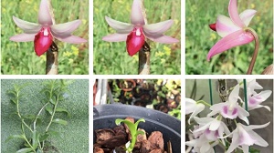 Lan đột biến tiền tỷ biến thành 'của nợ'