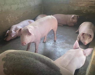 Giá heo hơi ngày 27/9/2021: Miền Bắc có giá thấp nhất cả nước