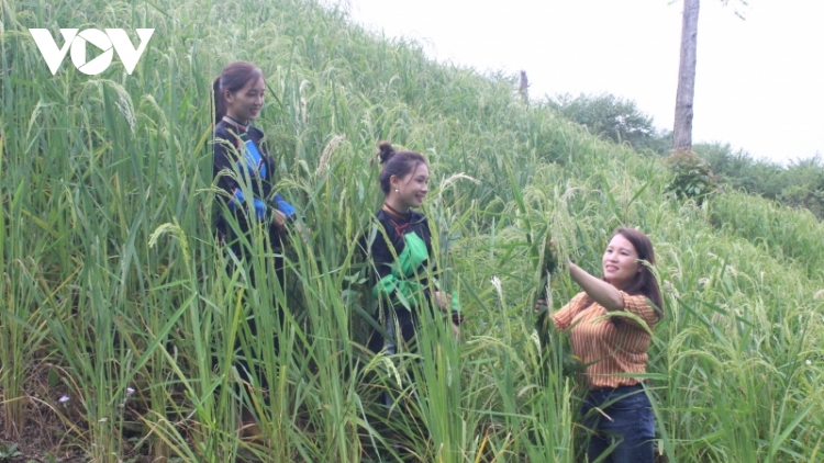 11 cô gái người Dao cùng nhau khởi nghiệp