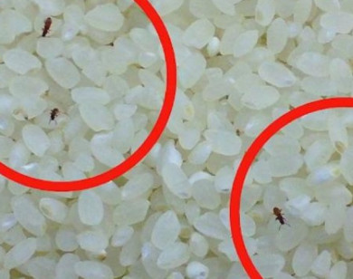 Cách bảo quản gạo không bị mọt