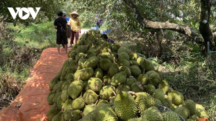 Nhiều vườn cây sầu riêng “né được hạn mặn” trúng mùa, trúng giá