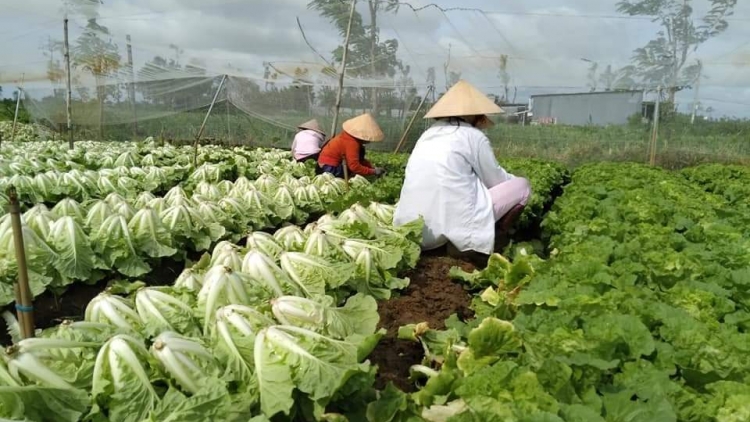 Rau xanh sốt giá, nông dân Tiền Giang lãi to