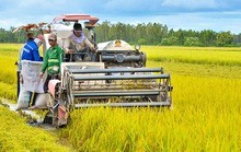 Nông nghiệp Việt Nam phải tăng trưởng hơn 10%/năm để bắt kịp các nước