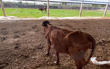 Dự án nông nghiệp 3.000 tỉ đồng chỉ còn đàn bò ốm đói!