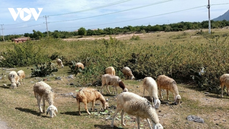 Người nuôi dê, cừu ở Ninh Thuận khổ với giá cả bấp bênh