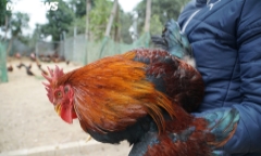 Nhà giàu săn lùng gà 'thái giám' đắt đỏ làm quà biếu Tết