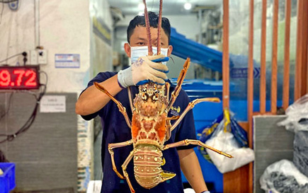 Hải sản cao cấp được tiêu thụ mạnh