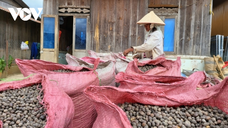 Nông sản được mùa được giá, người dân Lâm Đồng có cái Tết ấm no