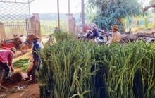 Giá hoa lay ơn tăng cao vẫn 