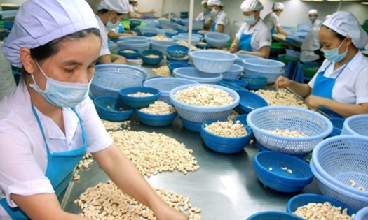 Nghi lừa 100 container hạt điều: Không dễ lấy lại tiền hoặc hàng