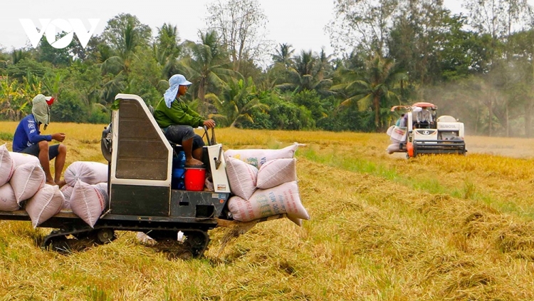 Giá gạo xuất khẩu của Việt Nam tiếp tục duy trì vị trí dẫn đầu