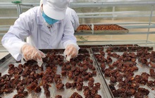 Kỳ vọng từ hợp tác kinh tế Việt - Nhật