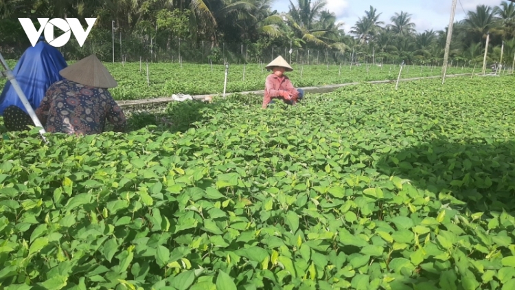 Phân bón, thuốc bảo vệ thực vật vẫn ở mức cao đang là gánh nặng cho nhà nông