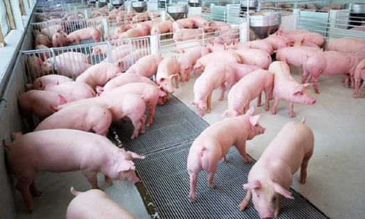 Giá heo hơi hôm nay 17/11: Tiếp tục đà giảm 1.000 - 3.000 đồng/kg