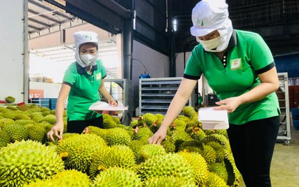 Vượt khó, đẩy mạnh xuất khẩu