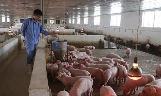 Giá heo hơi hôm nay 1/2: Miền Nam biến động trái chiều