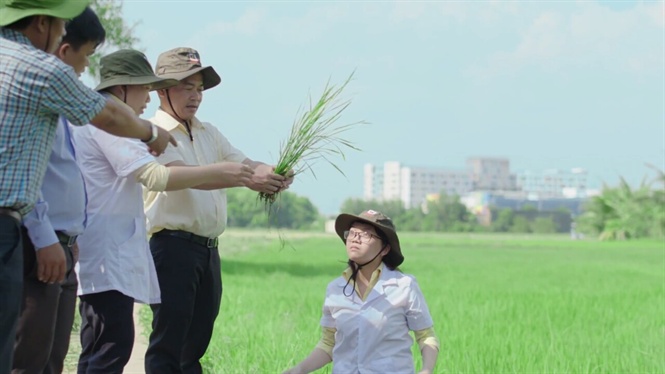 Phân bón Đầu Bò mới hiệu quả trên đất mặn phèn