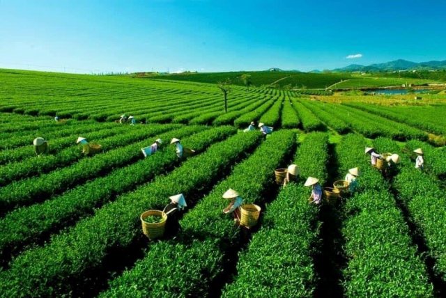 Trà Thái Nguyên- cốt cách và tinh hoa của người Việt
