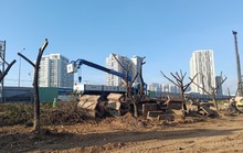 Di dời, đốn hạ hơn 1.000 cây xanh để xây dựng nút giao thông An Phú