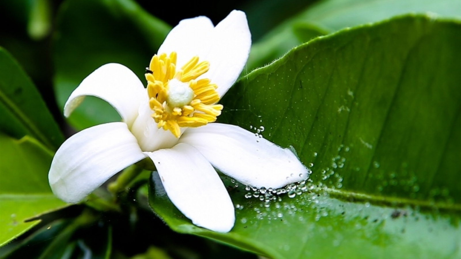 5 loại hoa quen thuộc trong vườn là