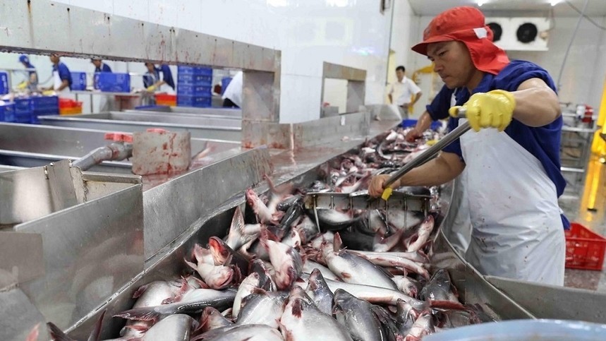 Xuất khẩu cá tra sang Mỹ tăng mạnh trong tháng 4/2024