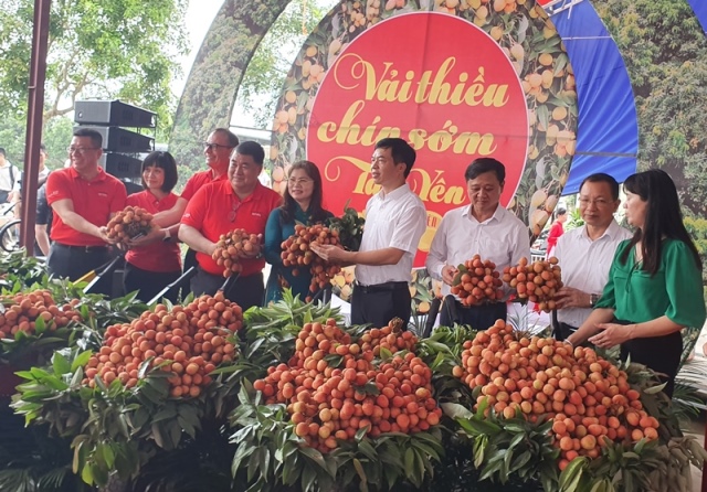 Kết nối, xúc tiến tiêu thụ vải thiều chín sớm Tân Yên