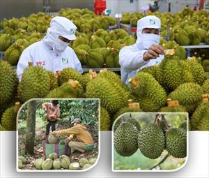 Để xuất khẩu sầu riêng bền vững: Nâng cao chất lượng, xử lý nghiêm vi phạm