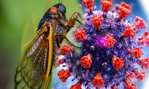 Triệu chứng mắc COVID-19 biến thể 'Ve sầu' BA.3.2